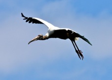 Wood Stork 1110