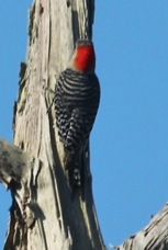 Red-bellied Woodpecker 3343