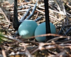 Great Egret eggs 1038