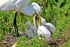 Great Egret & young 0980