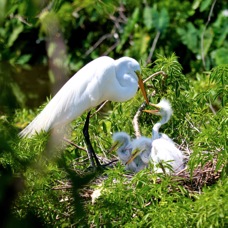 Great Egret with young 1009