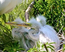 Great Egret young 1013