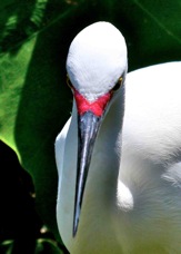 Snowy Egret breeding 0869