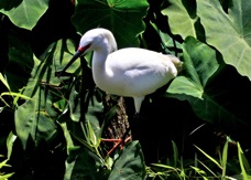 Snowy Egret breeding 0867
