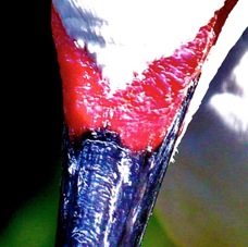 Snowy Egret breeding 0908