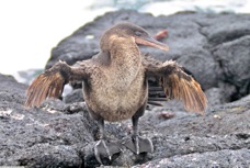 Galapagos Flightless Cormorant 8517