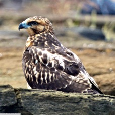 Galapagos Hawk  7219