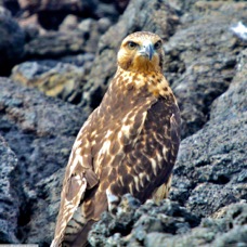 Galapagos Hawk  7226