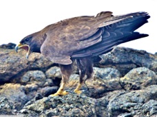 Galapagos Hawk 7236