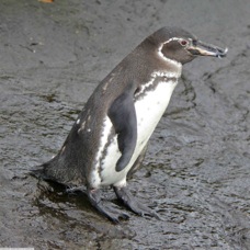 Galapagos Penguin 8015