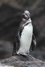 Galapagos Penguin 1027