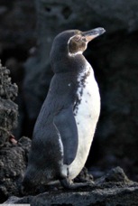 Galapagos Penguin 7509