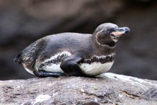 Galapagos Penguin 1033