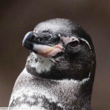 Galapagos Penguin 31036