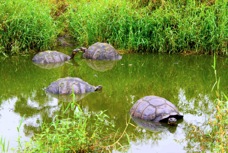Galapagos Tortoise 1101