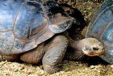 Galapagos Tortoise 8779