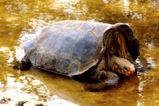Galapagos Tortoise 8864