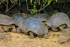 Galapagos Tortoise 8760