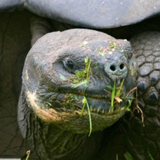 Galapagos Tortoise  9126