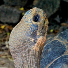 Galapagos Tortoise 8778
