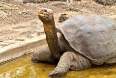 Galapagos Tortoise George 8902
