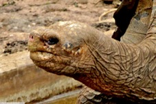 Galapagos Tortoise George 8896