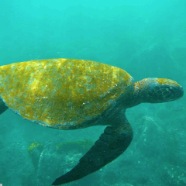 Green Sea Turtle 1020