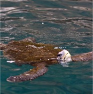 Green Sea Turtle 1077
