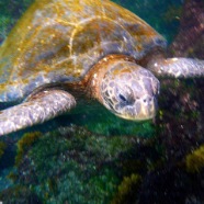 Green Sea Turtle P1020928