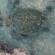 Green Sea Turtle  0762