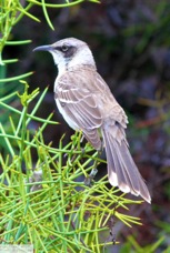 Galapagos Mockingbird 0360