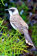 Galapagos Mockingbird 0829