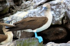 Blue-footed Booby 1253