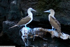 Blue-footed Booby 9599