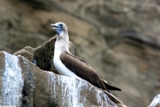 Blue-footed Booby 0134