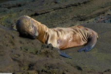 Fur Seal 6581