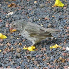 Large Ground Finch female 8705