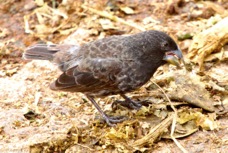 Large Ground Finch male 8809
