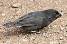 Large Ground Finch male 872