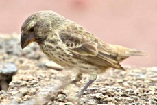 Medium Ground Finch female 8918