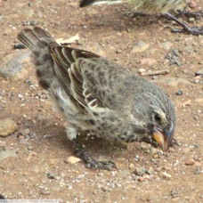 Medium Ground Finch female 8716