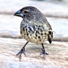 Medium Ground Finch female 8952
