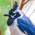 Black-throated Magpie Jay-152