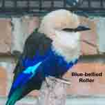 Blue-bellied Roller-152