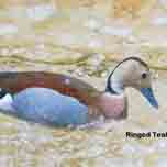 Ringed Teal-152