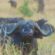 Buffalo African 192