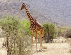 Giraffe Reticulated type 3153