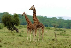 Giraffes Rothschild's type 0749