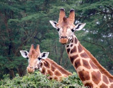 Giraffes Rothschild's type Sa 0756