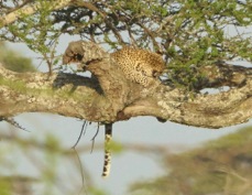 Leopard in a tree 0088